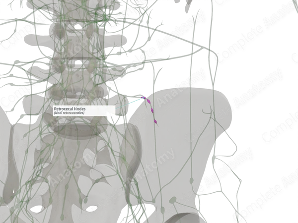 Retrocecal Nodes