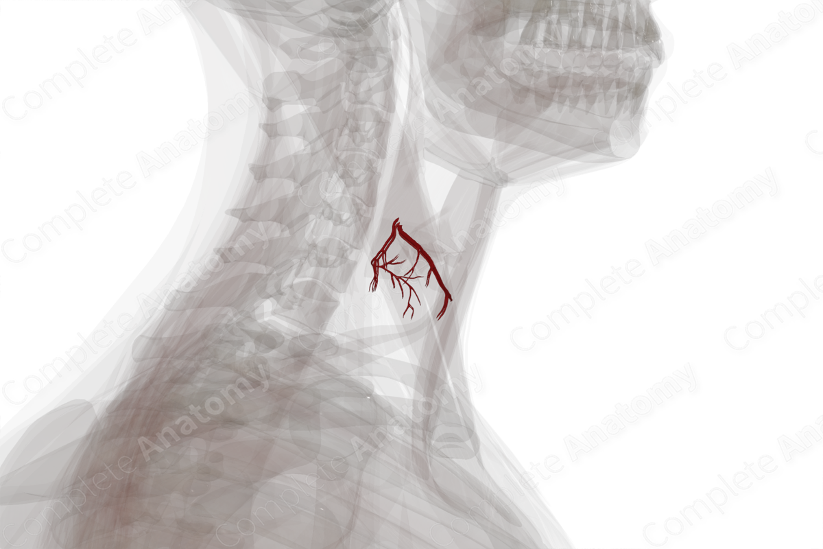 Arteries of Thyroid Gland