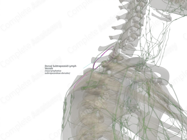 Dorsal Subtrapezoid Lymph Vessels (Right)