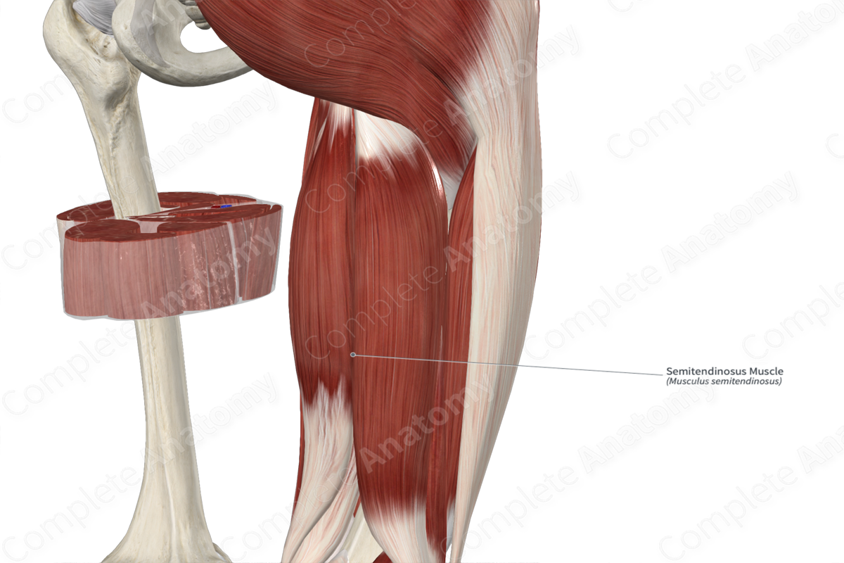 Semitendinosus Muscle 