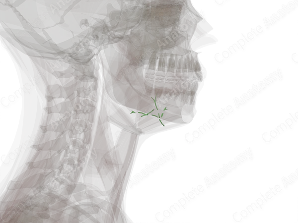 Lingual Lymph Vessels