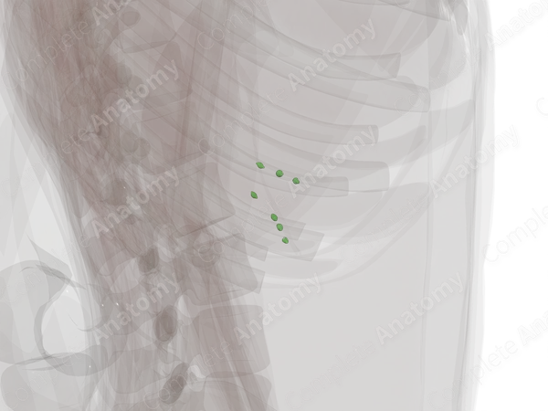 Pancreatic Nodes