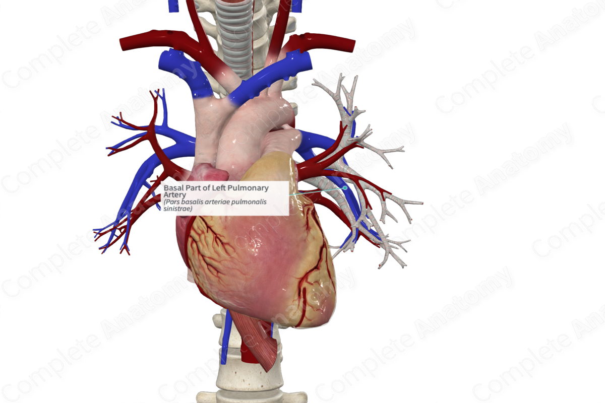 Basal Part of Left Pulmonary Artery