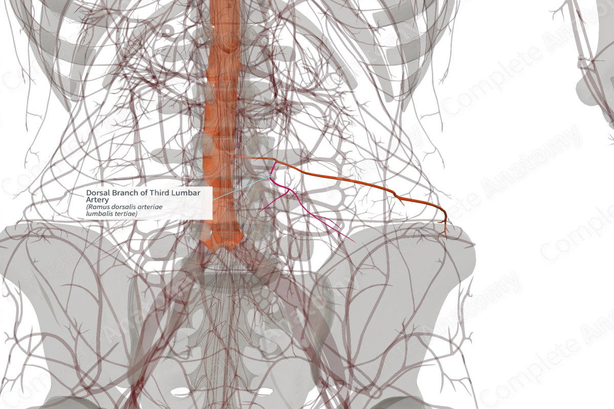 Dorsal Branch of Third Lumbar Artery (Right)