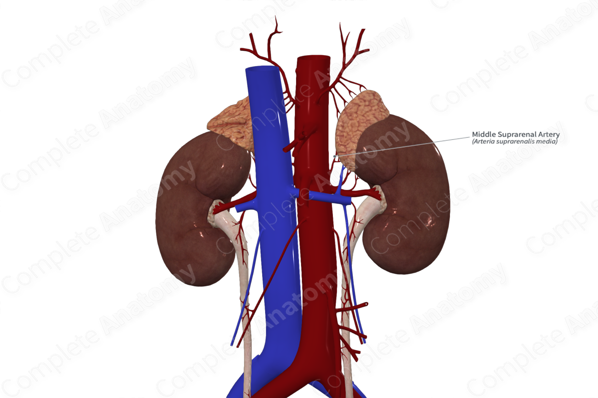 Middle Suprarenal Artery 
