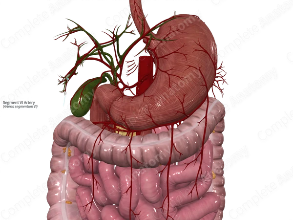 Segment VI Artery