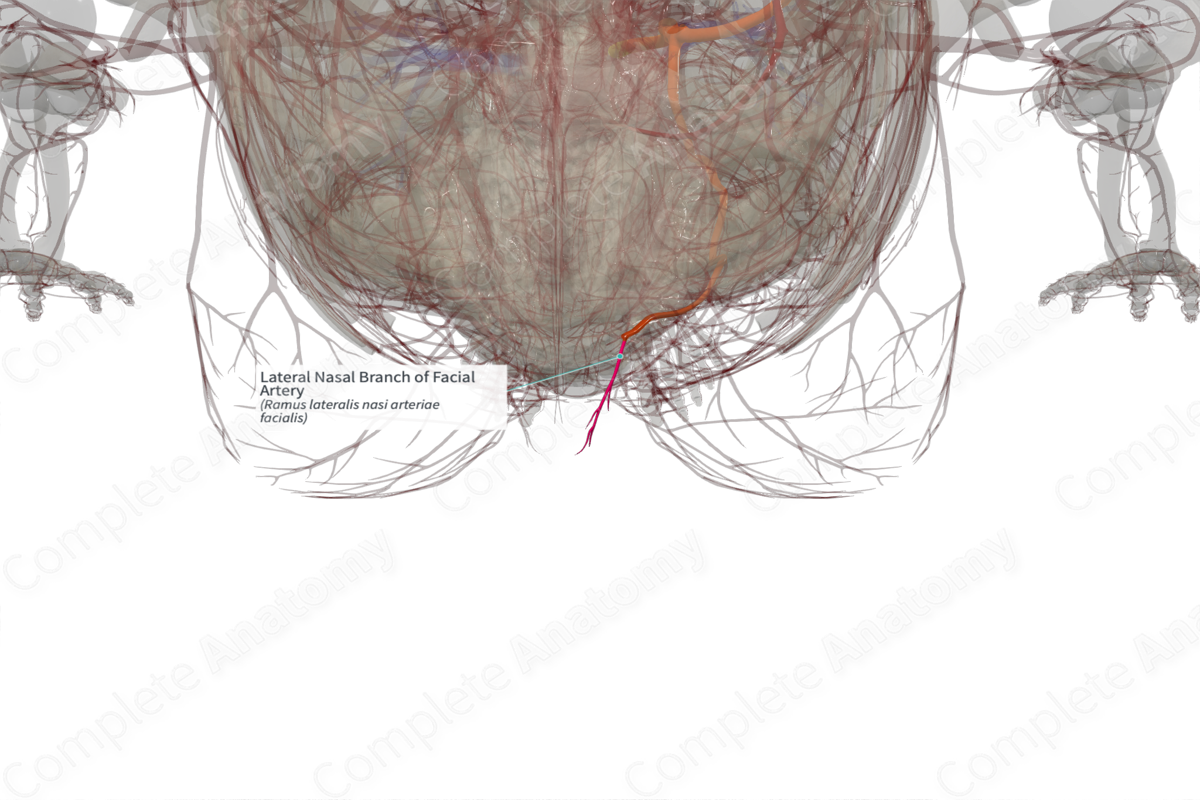 Lateral Nasal Branch of Facial Artery (Right)