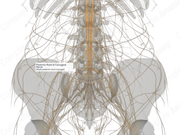 Posterior Root of Coccygeal Nerve (Left)