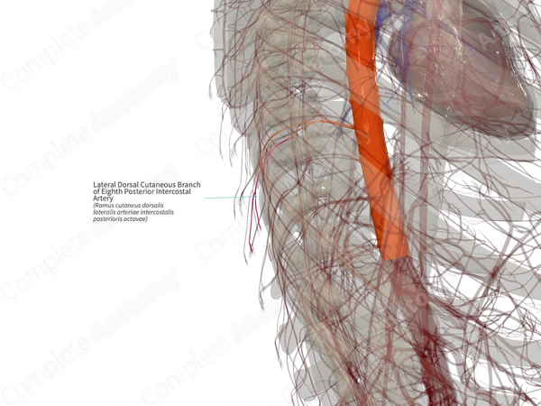 Lateral Dorsal Cutaneous Branch of Eighth Posterior Intercostal Artery (Right)
