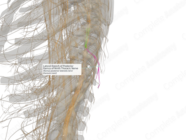 Lateral Branch of Posterior Ramus of Ninth Thoracic Nerve (Left)