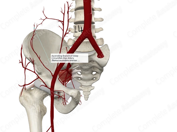 Ascending Branch of Deep Circumflex Iliac Artery