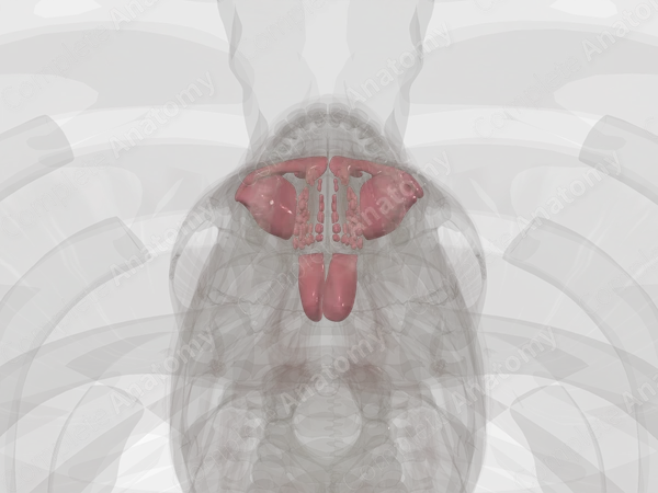 Paranasal Sinuses