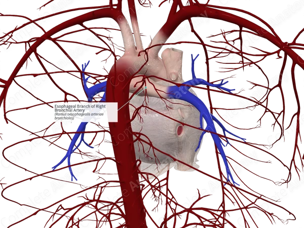 Esophageal Branch of Right Bronchial Artery