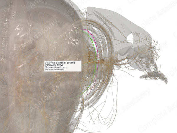 Collateral Branch of Second Intercostal Nerve (Left)