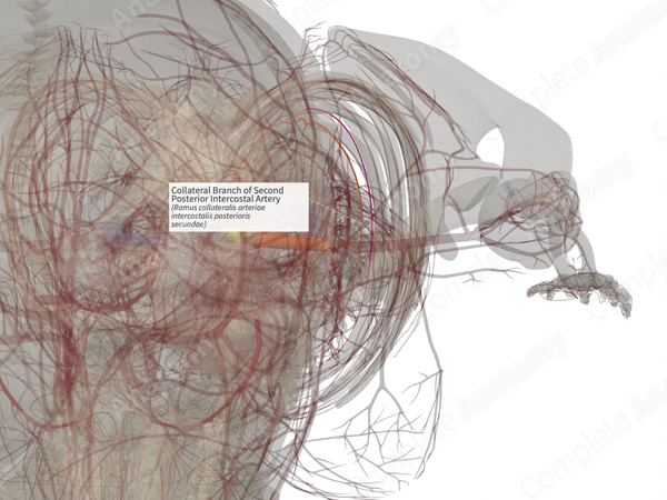 Collateral Branch of Second Posterior Intercostal Artery (Left)