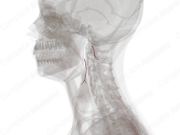 Sternocleidomastoid Branches of Occipital Artery (Left)