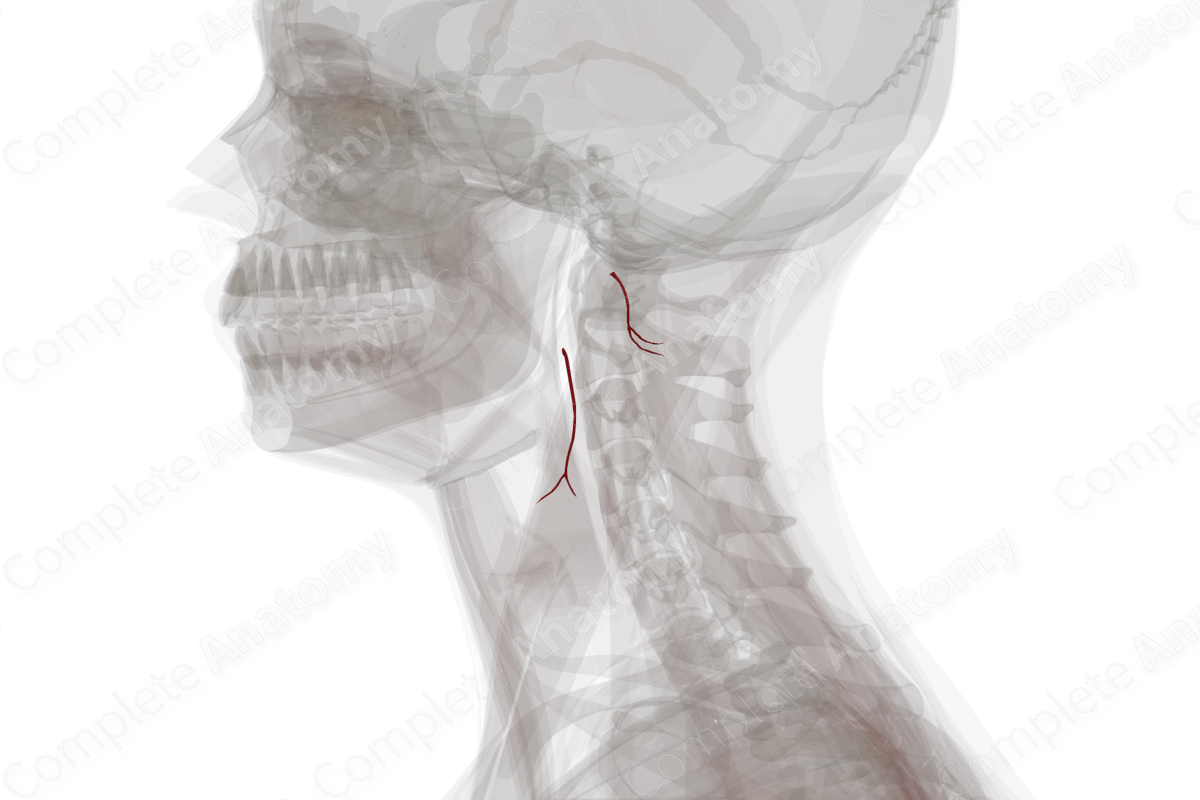 Sternocleidomastoid Branches of Occipital Artery (Left)