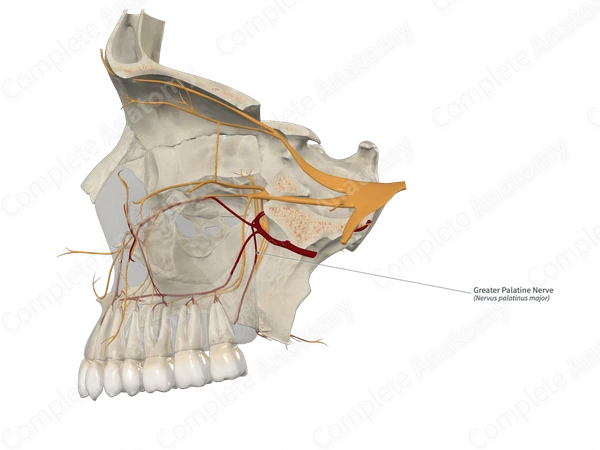 Greater Palatine Nerve 