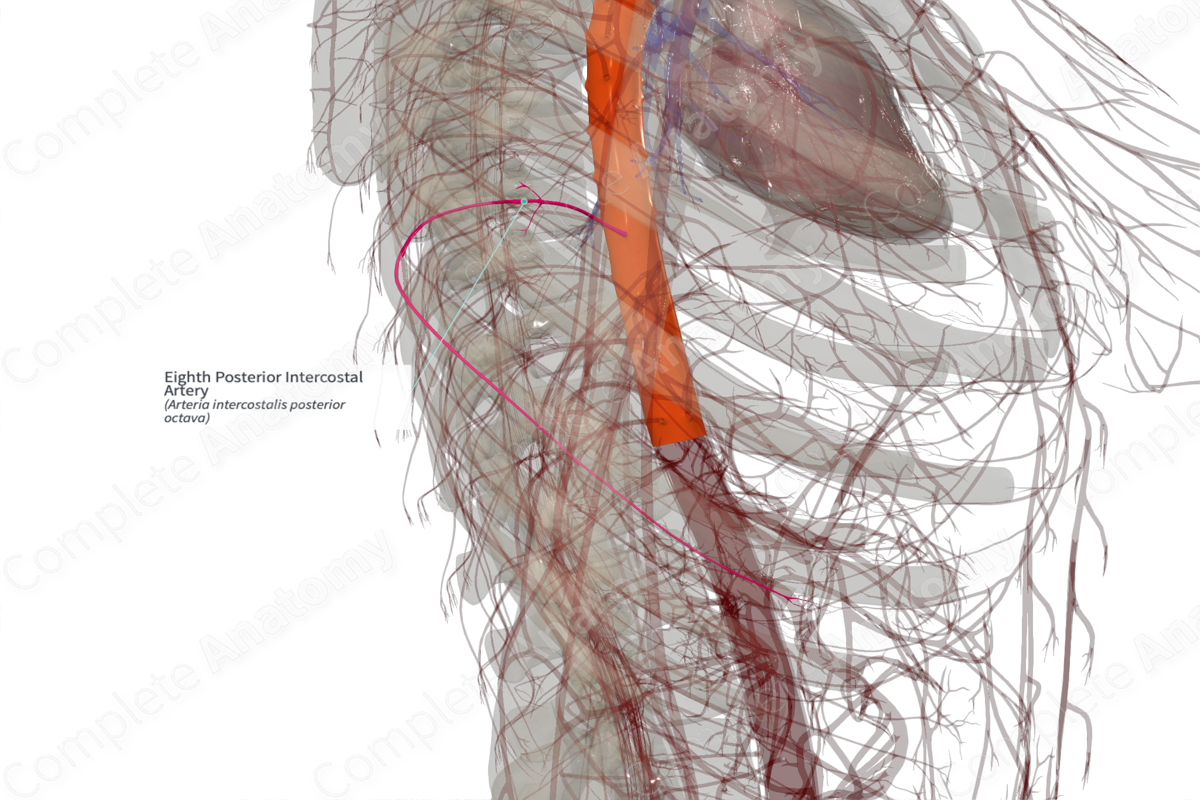 Eighth Posterior Intercostal Artery (Right)