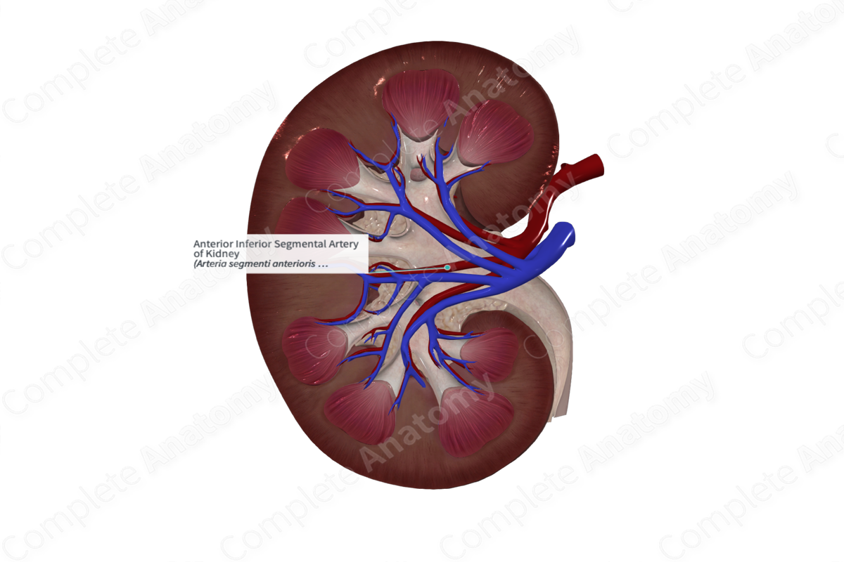 Anterior Inferior Segmental Artery of Kidney 