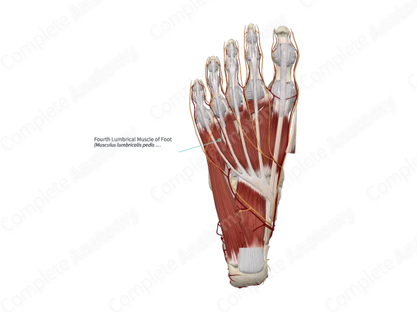 Fourth Lumbrical Muscle of Foot 
