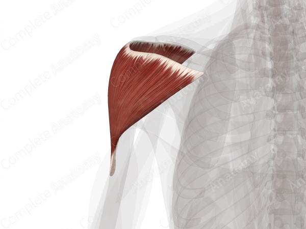Deltoid Muscle (Left)