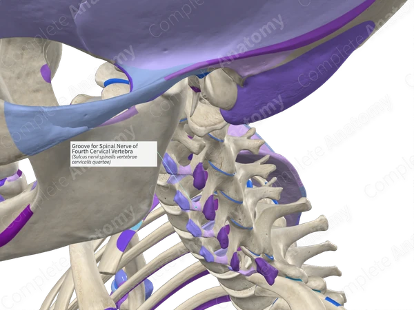 Groove for Spinal Nerve of Fourth Cervical Vertebra (Right)