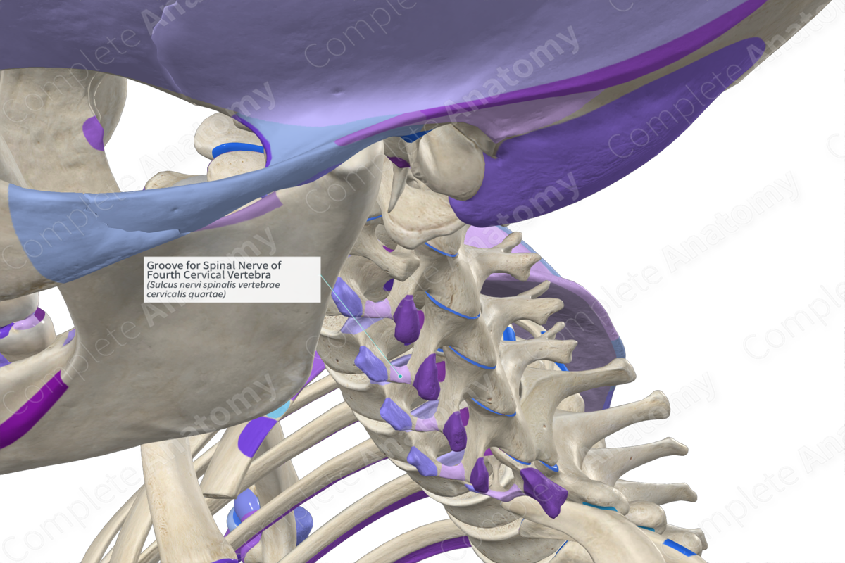 Groove for Spinal Nerve of Fourth Cervical Vertebra (Right)