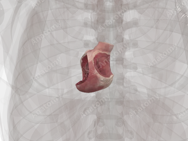 Left Ventricle