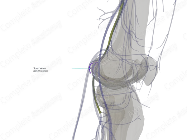 Sural Veins (Left)