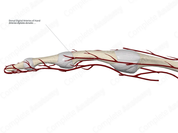 Dorsal Digital Arteries of Hand