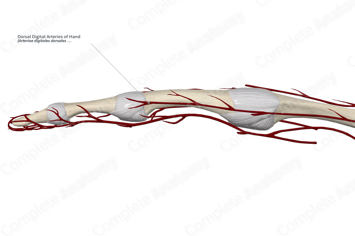 Dorsal Digital Arteries of Hand 
