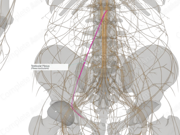 Testicular Plexus (Left)