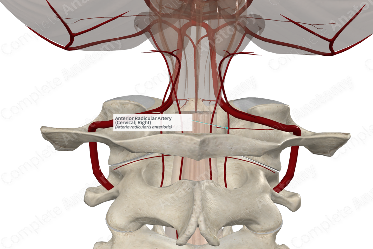 Anterior Radicular Artery (Cervical; Right)