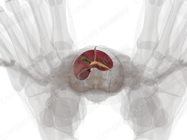 Accessory Digestive Organs