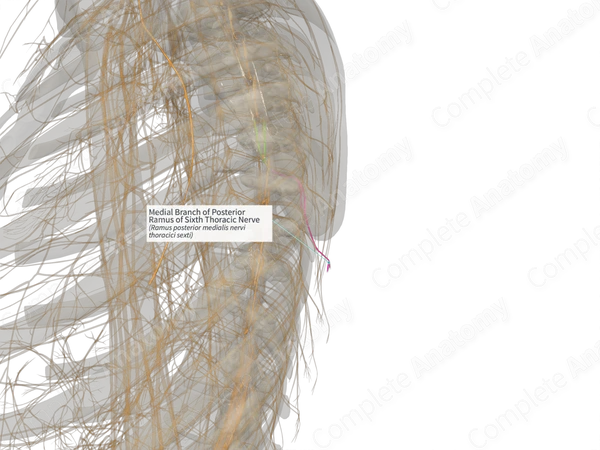 Medial Branch of Posterior Ramus of Sixth Thoracic Nerve (Right)