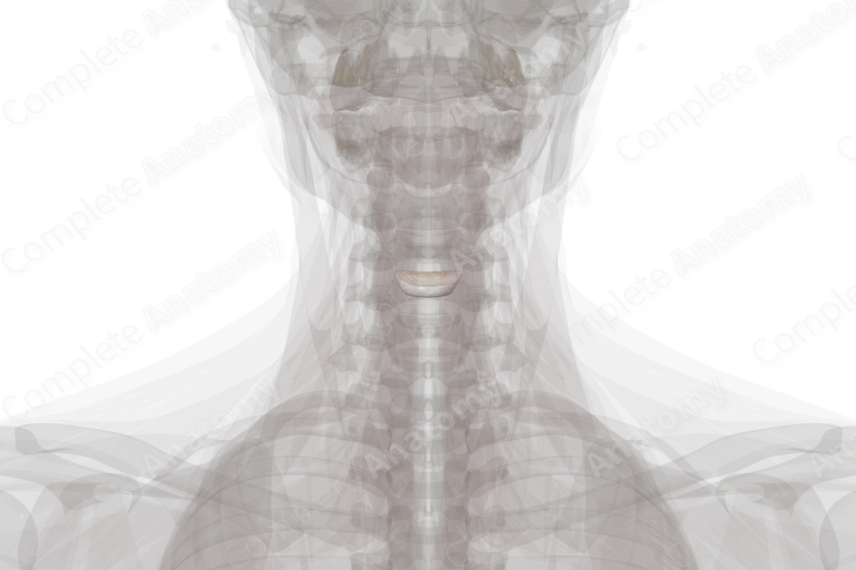 Intervertebral Disc C4 C5 Complete Anatomy