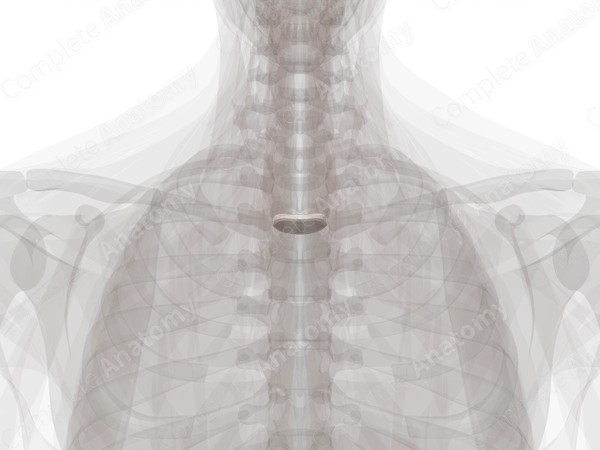 Intervertebral Symphysis (T2-T3)