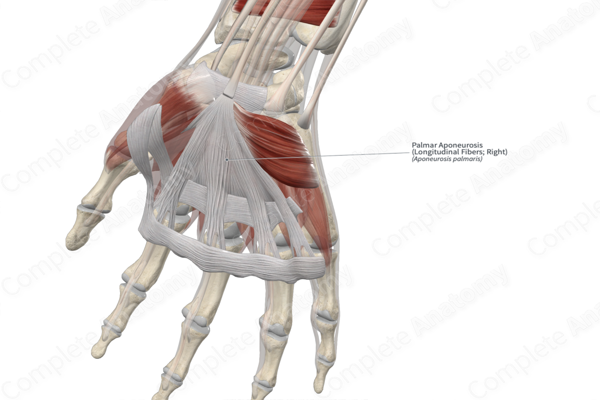 Palmar Aponeurosis (Longitudinal Fibers; Right) | Complete Anatomy