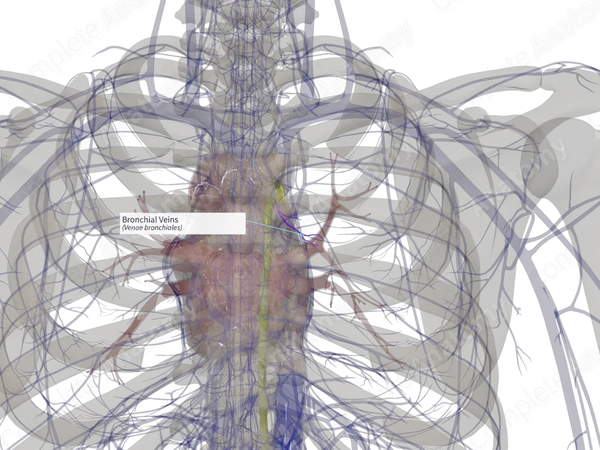 Bronchial Veins (Right)