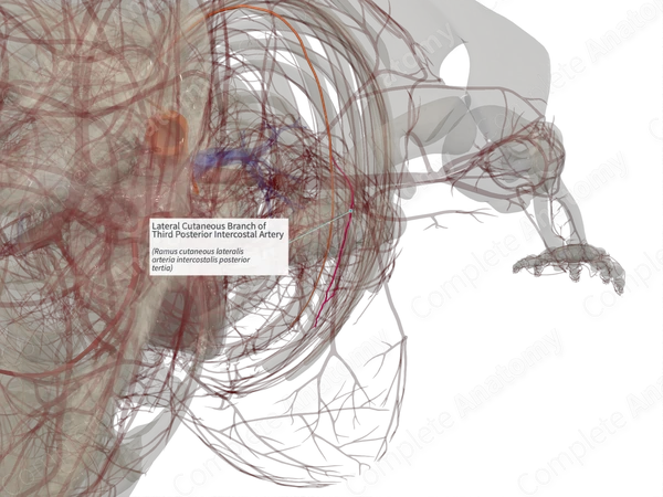 Lateral Cutaneous Branch of Third Posterior Intercostal Artery (Left)