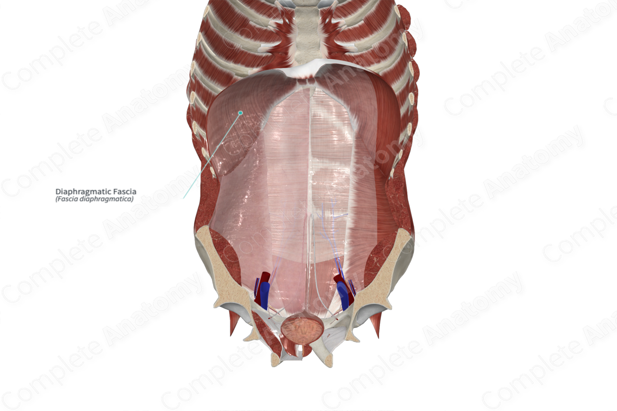 Diaphragmatic Fascia | Complete Anatomy