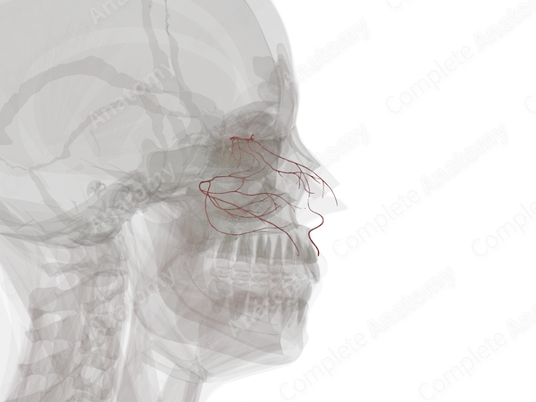 Arteries of Nasal Cavity (Left)