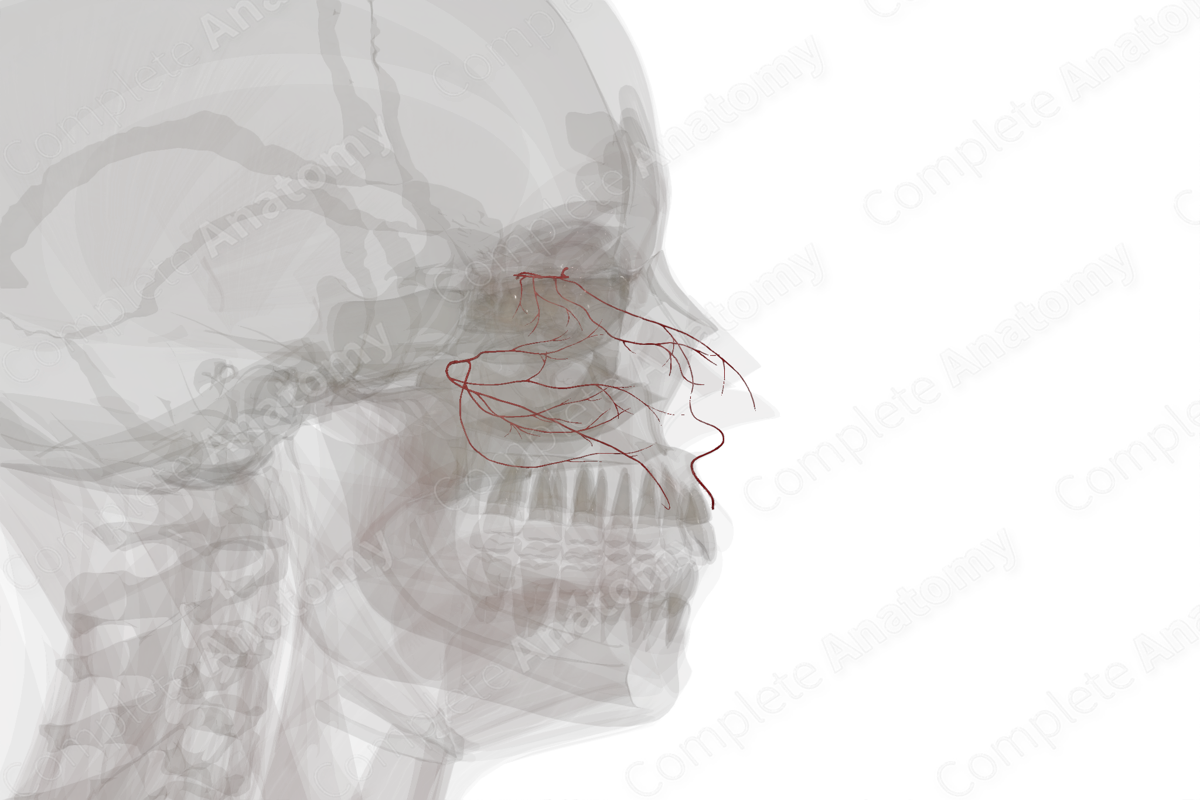 Arteries of Nasal Cavity (Left)