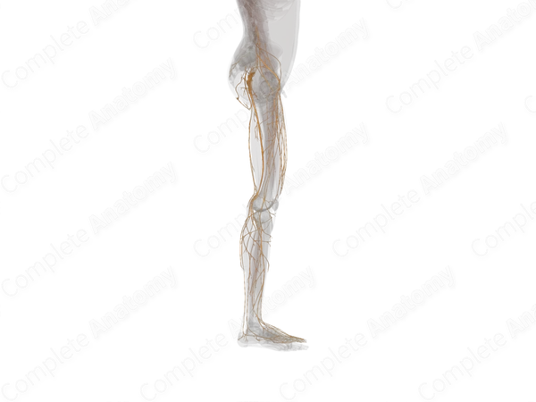 Nerves of Lower Limb (Left)