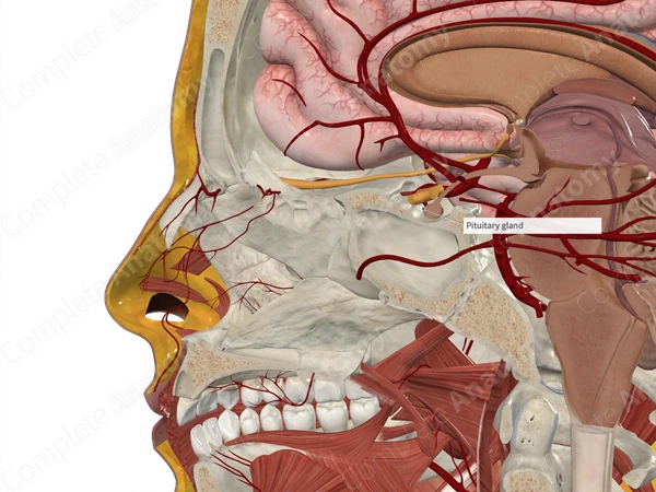 Pituitary Gland