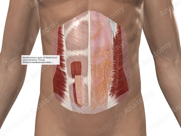 Membranous Layer of Abdominal Subcutaneous Tissue