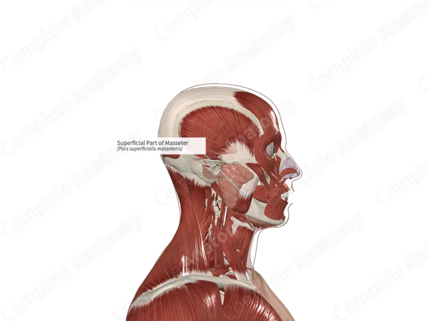 Superficial Part of Masseter 