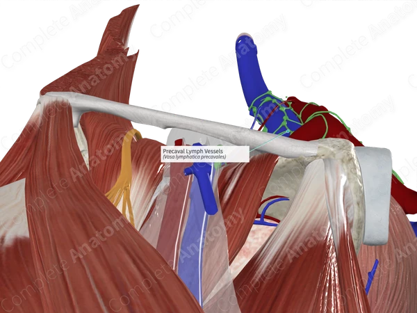Precaval Lymph Vessels
