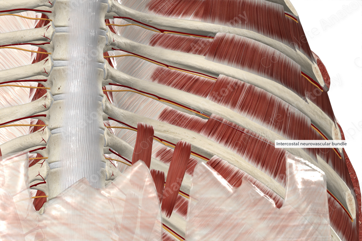 Sixth Posterior Intercostal Artery 